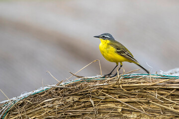 Schafstelze (Motacilla flava) Männchen