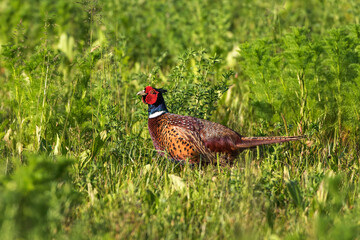 Fasan (Phasianus colchicus) Männchen
