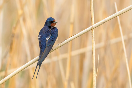 Rauchschwalbe (Hirundo rustica)
