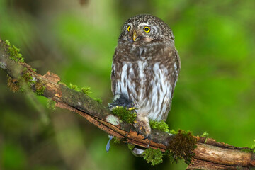 Sperlingskauz (Glaucidium passerinum)