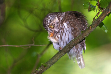 Sperlingskauz (Glaucidium passerinum)
