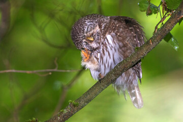 Sperlingskauz (Glaucidium passerinum)