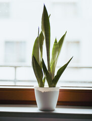 Sansevieria plant in pot on window sill. Urban jungle indoors concept. Isolated sansevieria succulent no people indoor garden.