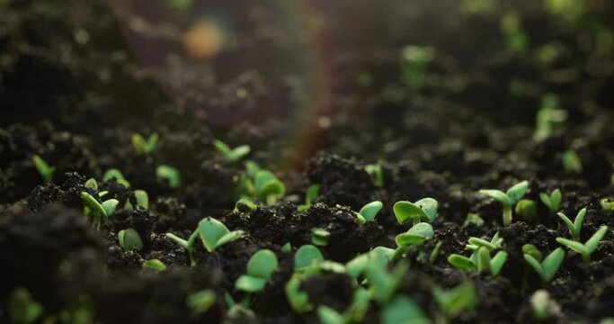 Timelapse of growing plants of basil with lens flare. Alfalfa grows dynamically. The birth of a new life in nature. Cutting a sprout through the ground. High quality 4k footage