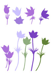 Obraz na płótnie Canvas Lumbago meadow silhouette, Pulsatilla flower, Vector Pasque flower isolated on white, floral illustration Anemone, Botanical drawing of Perennial poisonous flowering plant for design phytotherapy