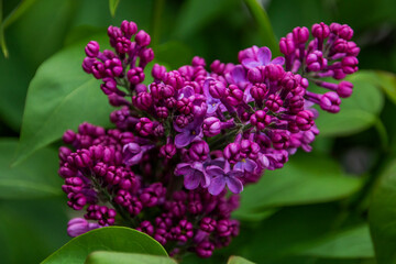 Beautiful purple lilac with branches against the background of green leaves very close