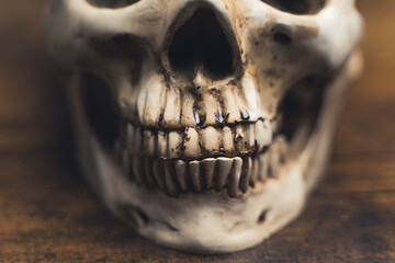 Human anatomy. A human skull on the table, teeth close-up. Anatomically correct medical model of...