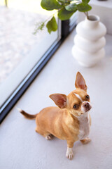 Top view of Chihuahua dog sitting on windowsill near plant in vase 