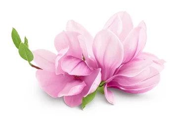 Foto op Plexiglas Pink magnolia flower isolated on white background with full depth of field © kolesnikovserg