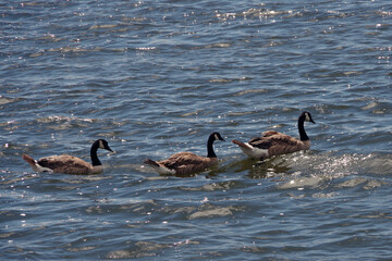 Three Canada geese swimming on a lake