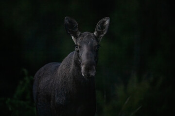 Moose portrait late in the autumn evening
