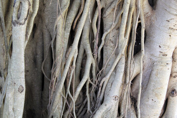 Close up textured background of grey roots of a fig tree