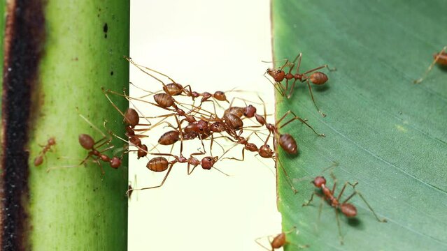 Ant bridge unity team to sent food.