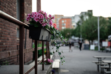 Pink flowers in pots on a rail with out of focus people and city in the background