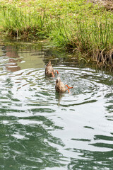 ducks fishing in the water with their asses up