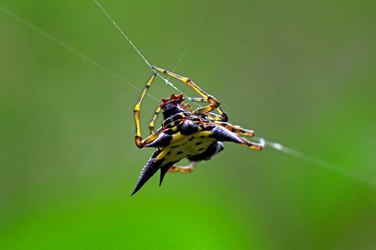 Spiny Orb Weaver Spider on a web