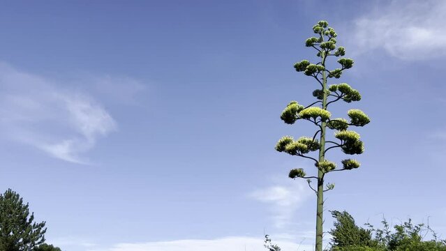 agave americana