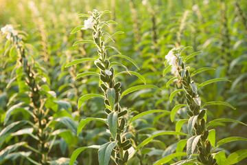Sesame seed plants growing in the area of farmland