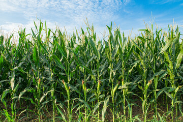 Fresh ripe corn cobs in an organic corn field. Concept food and plant