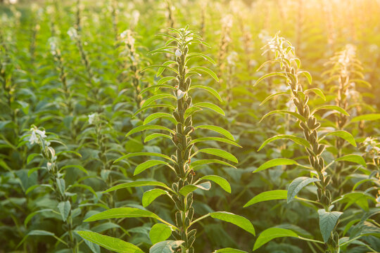 Sesame Seed Plants Growing In The Area Of Farmland