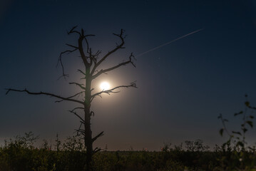 Toter Baum im Moor mit Sternschnuppe und Vollmond.