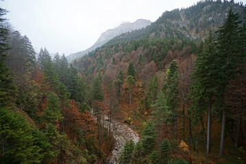 Obraz premium Beautiful autumn color in pine forest, Mermany. 