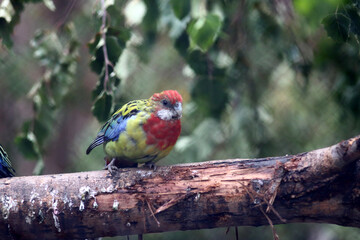 portrait of golden-mantled Rosella sitting on a branch of a tree