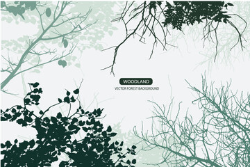 forest and mountain background with branch of tree 