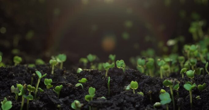 Timelapse of growing plants of arugula. Alfalfa grows dynamically. The birth of a new life in nature. Cutting a sprout through the ground. High quality 4k footage