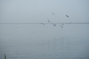 Seagull is flying in the sky above the lake