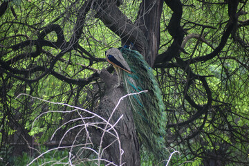 Indian Peacock sitting on tree