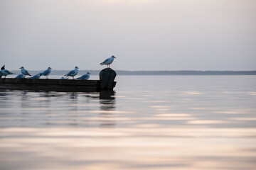 Seagulls sitting in a single row on side of the wooden fishing boat