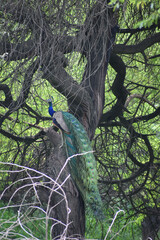 Indian Peacock sitting on tree