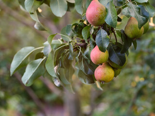 Organic pears branch on pear tree in orchard