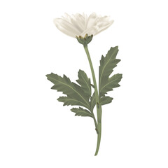 Gerbera daisy white flower with leaf. White floral.