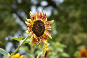 Sunflower Autumn Beauty