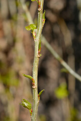Lombardy poplar