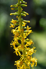 Wilsons leopard plant