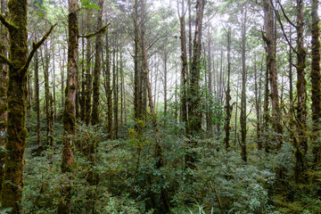 Tropical forest with lots of tree