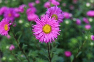 Callistephus chinensis. China aster or annual aster in garden.