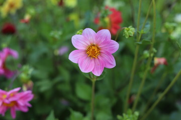 Pink dahlias flowers in garden, closeup.