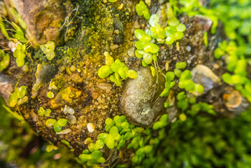Macro closeup of pond weed in a pool and across a rock.