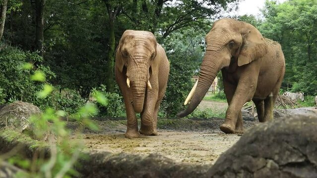 動物園の歩くアフリカゾウのカップル