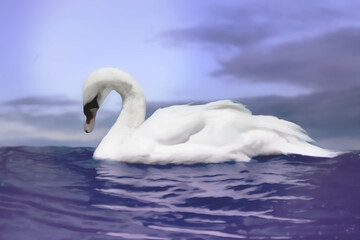 Fototapeta premium Swan on water