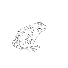 colorless frog illustration