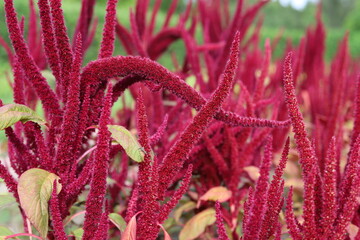 Amaranthus cruentus, red amaranth in garden.