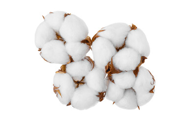 Cotton plant flower isolated on white background with full depth of field