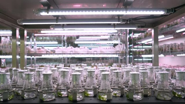 Shaking the tissue in the nutrient solution is to
improve the supply of air and nutrients to the tissue,
Shaking also helps to confuse the tissue