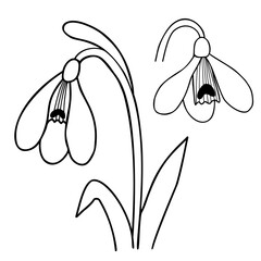 Hand drawing common snowdrop flower with leaves. Gentle forest first spring flower. Vector illustration. For design, decoration and printing.