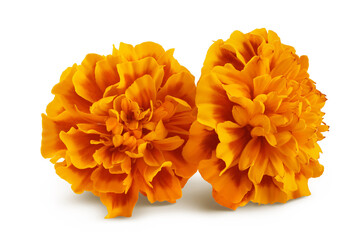 fresh marigold or tagetes erecta flower isolated on white background with full depth of field. - obrazy, fototapety, plakaty